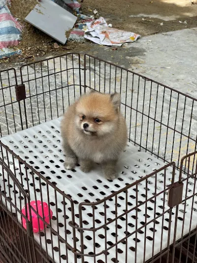 chó cảnh đà nẵng bông pet - dịch vụ chăm sóc thú nuôi