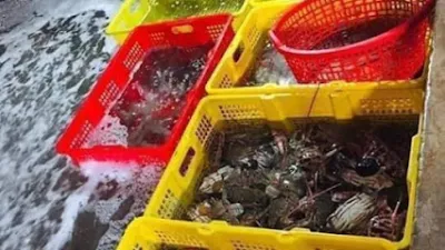 chợ hải sản biển cửa lò - nhà bán buôn hải sản