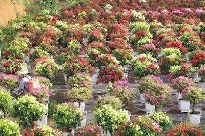 chơ hoa cảnh cây công trình lâm ân - chợ hoa