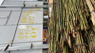 chuyên bán cây tre ( le - chói) bmt - cửa hàng nội thất sân vườn