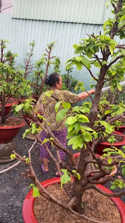 cơ sở cây cảnh minh hoàng - cửa hàng hoa