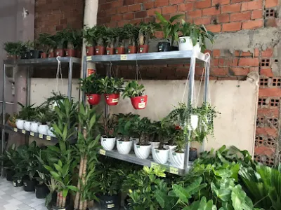 cội nguồn xanh tây ninh - cửa hàng bán buôn cây cảnh