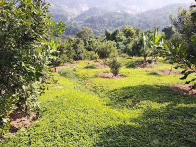 công ty cổ phần đầu tư phát triển mắc ca và giống cây lâm nghiệp điện biên - trang trại cây công ty cổ phần đầu tư phát triển mắc ca và giống cây lâm nghiệp điện biên - trang trại cây