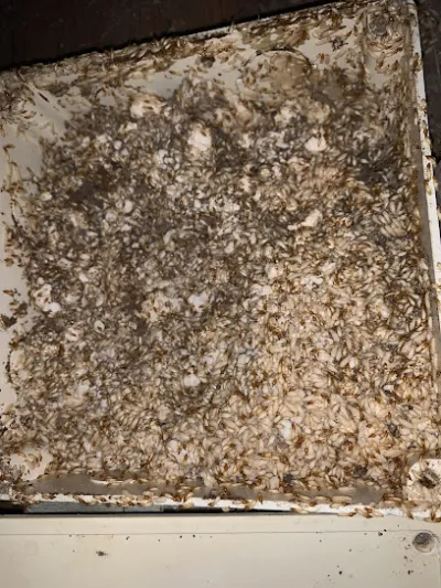 công ty mối xanh ninh thuận - dịch vụ kiểm soát sinh vật hại