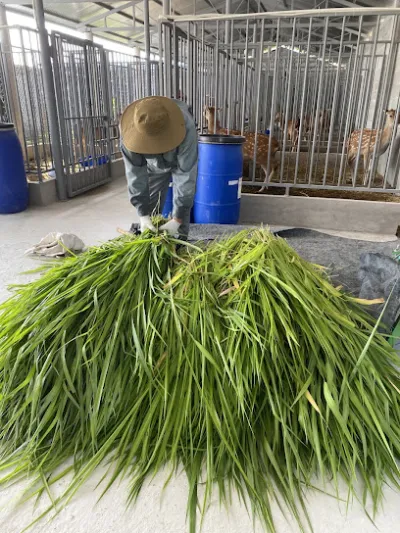 công ty tnhh nông trại xanh phương nam - trại giống gia súc