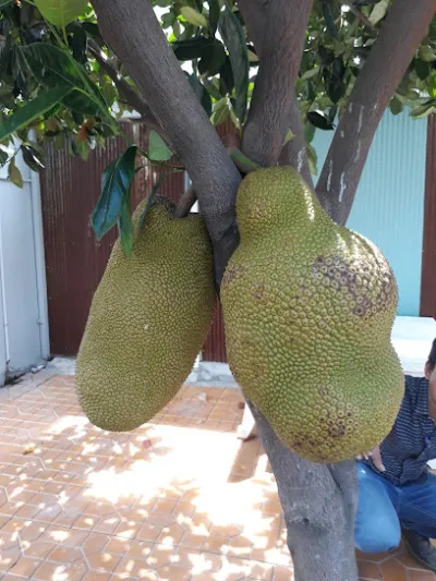 công ty tnhh thương mại dịch vụ vạn phát nông - dịch vụ vận chuyển và gửi thư