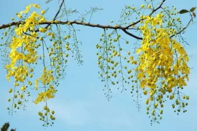 công ty tnhh vườn cây nam điền - dịch vụ cây xanh