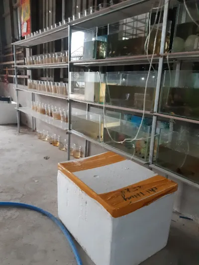cửa hàng cá kiểng mvk - cửa hàng vật nuôi