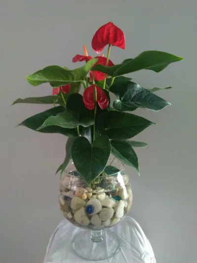 cửa hàng cây cảnh - cửa hàng đồ gia dụng