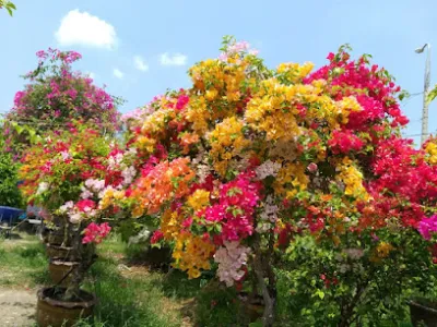 cửa hàng cây cảnh giá rẻ đà nẵng - cây cảnh quang huy