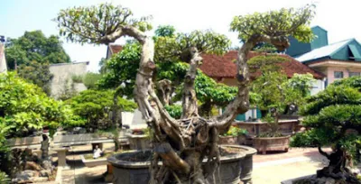 cửa hàng cây cảnh phú vinh - cửa hàng