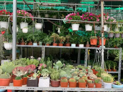cửa hàng cây giống và cây kiểng giá rẻ lâm viên 2 - cửa hàng bán buôn cây cảnh cửa hàng cây giống và cây kiểng giá rẻ lâm viên 2 - cửa hàng bán buôn cây cảnh
