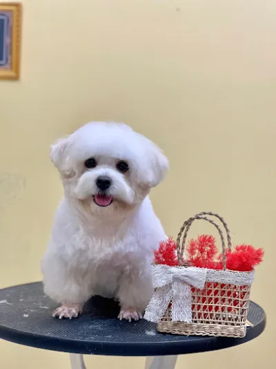 cửa hàng chăm sóc thú cưng thảo bằng - dịch vụ chăm sóc thú nuôi