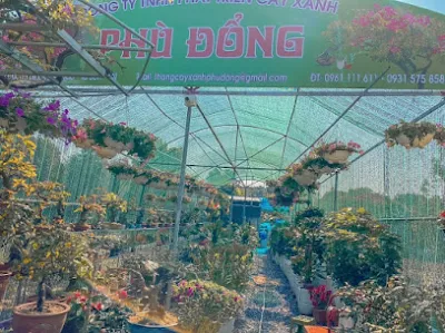 cửa hàng chuyên cây văn phòng - cửa hàng bán buôn cây cảnh