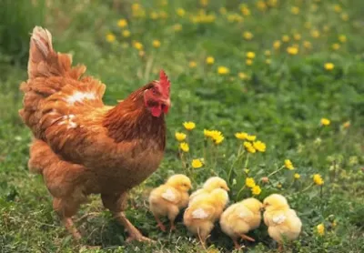 cửa hàng cung cấp thức ăn chăn nuôi gia súc gia cầm thủy sản huỳnh bặc - cửa hàng bán buôn