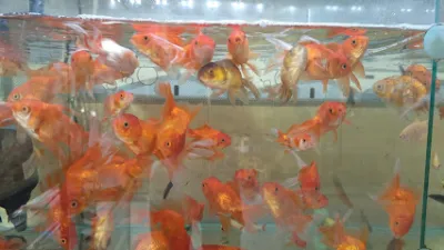 cửa hàng đồ cá cảnh - cửa hàng đồ cá cảnh