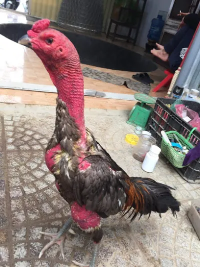 cửa hàng gà chọi - cửa hàng