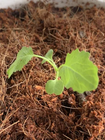 cửa hàng hạt giống vườn xanh 365 - rạch giá - nhà cung cấp hạt giống