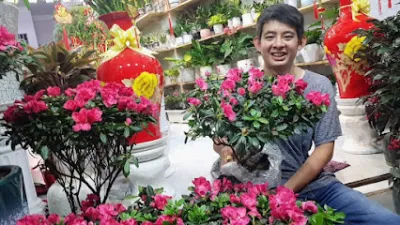 cửa hàng hoa kiểng thanh hiền - cửa hàng bán buôn cây cảnh
