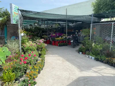 cửa hàng hoa kiểng - trái cây mỹ tho - dịch vụ cây cảnh