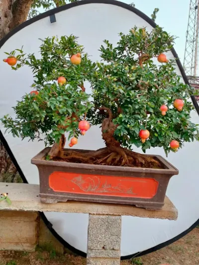 cửa hàng minh tâm chuyên bán cây ăn trái và cây bonsai - cửa hàng bán buôn cây cảnh