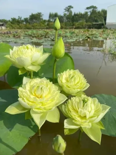 cửa hàng nguyễn trọng quyền bán card, thu hộ điện,nước..... - cửa hàng nhỏ