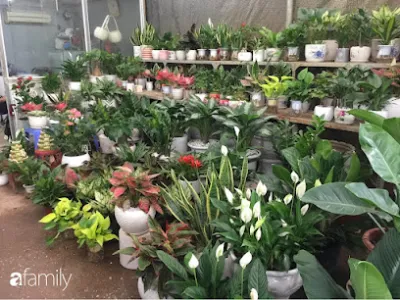 cửa hàng thanh tâm - cửa hàng bán buôn cây cảnh