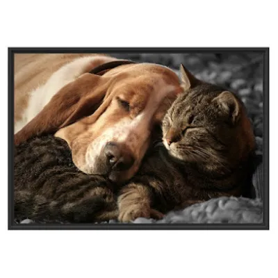 cửa hàng thú y - bac si thu y