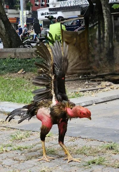 cửa hàng thủy khế chuyên sản xuất ô mai hoa quả dầm truyền thống - cửa hàng rau quả