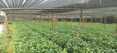 cửa hàng vlxd thanh chiến - cửa hàng vật liệu xây dựng