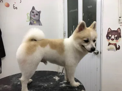 cutepets - dịch vụ trông thú cưng