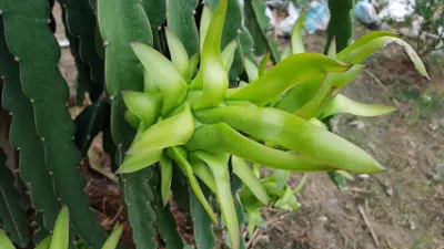 đại lý phân bón kim phượng - nhà cung cấp phân bón