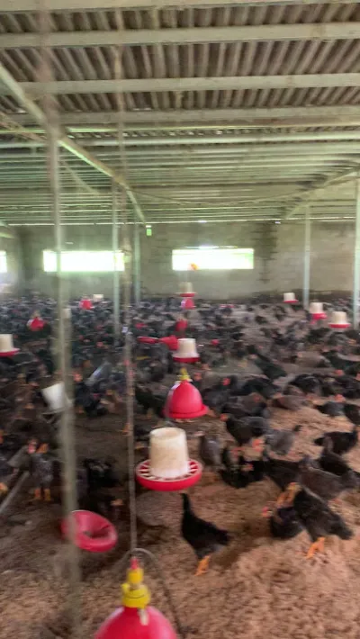 đại lý thức ăn chăn nuôi ,thuốc thú y thủy sản hoàng nghĩa - cửa hàng thức ăn gia súc