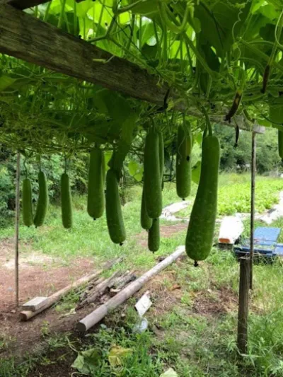 đại lý vật tư nông nghiệp thành công - dịch vụ nông nghiệp