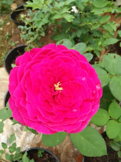 đại ngàn hoa - giống cây trồng - trung tâm cây cảnh