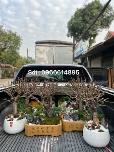 đào thất thốn mini - cây cảnh bonsai hà nội - dịch vụ cây cảnh đào thất thốn mini - cây cảnh bonsai hà nội - dịch vụ cây cảnh
