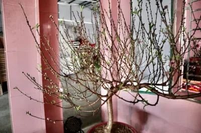 dịch vụ cưới lý huỳnh - dịch vụ cưới hỏi