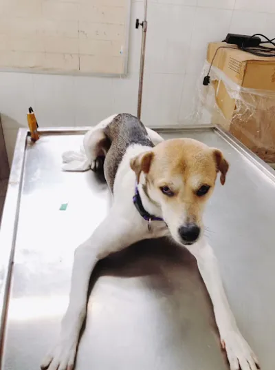 điều trị thú cưng long cánh - bac si thu y điều trị thú cưng long cánh - bac si thu y