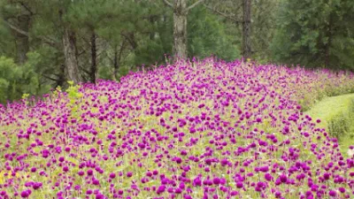 du lịch mùa hè việt - văn phòng công ty