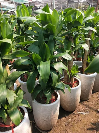 được tài trợ - cửa hàng bán buôn cây cảnh