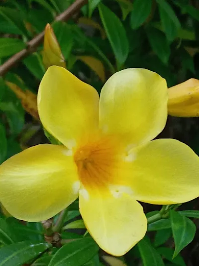 gà đèo le quán đà nẵng - nhà hàng