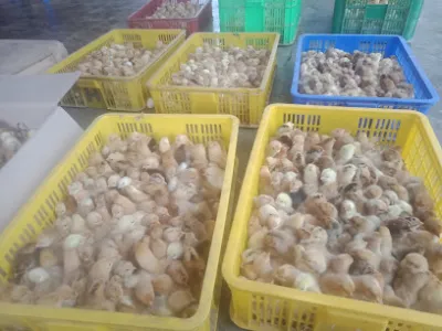 gà giống hà tĩnh - cửa hàng tạp phẩm