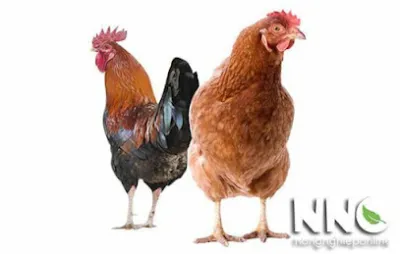 gà ta lai nam ban - trại gia cầm