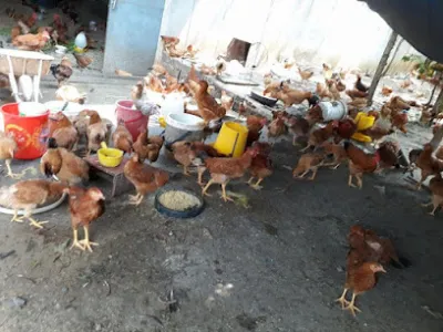 gà ta thả vườn - cô hai hưng - trại gia cầm