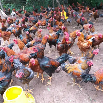 gà thịt vinh huyền - nhà hàng thịt gà
