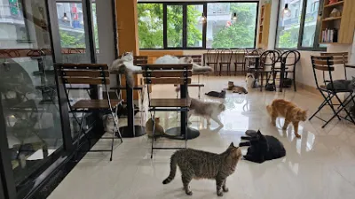 gatto coffee - quán cà phê