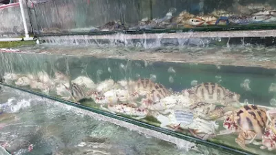 ghẹ sống tại tphcm - chợ hải sản