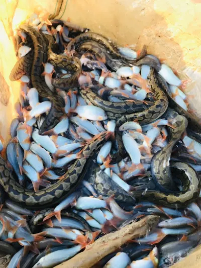 giống cá heo - cá chạch lấu đồng tháp - trang trại