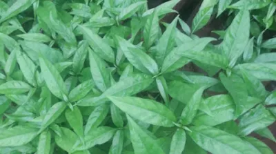 giống cây hoàn ngọc 7nga tại đăklăk - trang trại cây