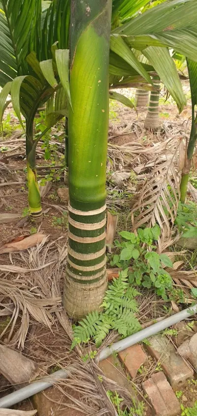 giống cây trồng ,cây ăn quả, cây công trình - cửa hàng bán buôn cây cảnh